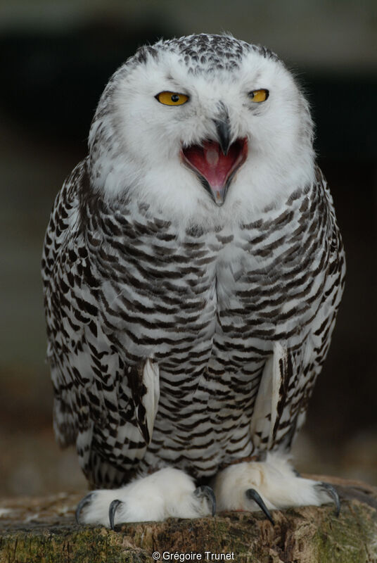 Snowy Owl