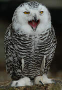 Snowy Owl