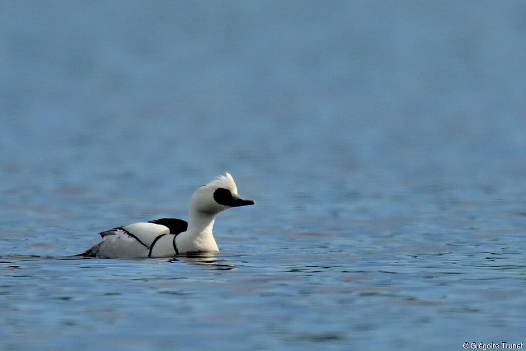 Smew