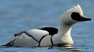 Smew