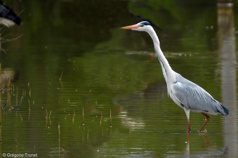 Grey Heron