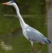 Grey Heron