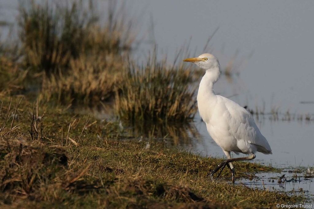 Western Cattle Egret