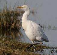 Western Cattle Egret