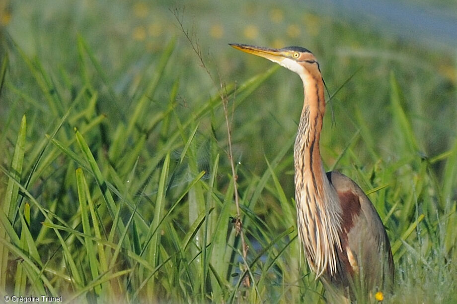 Purple Heron