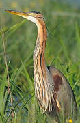 Purple Heron