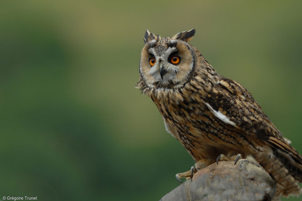 Long-eared Owl