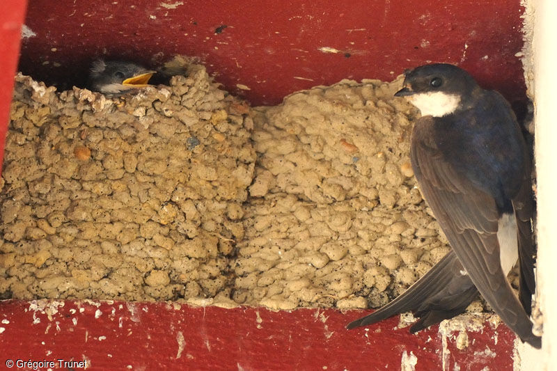 Western House Martin