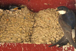 Western House Martin