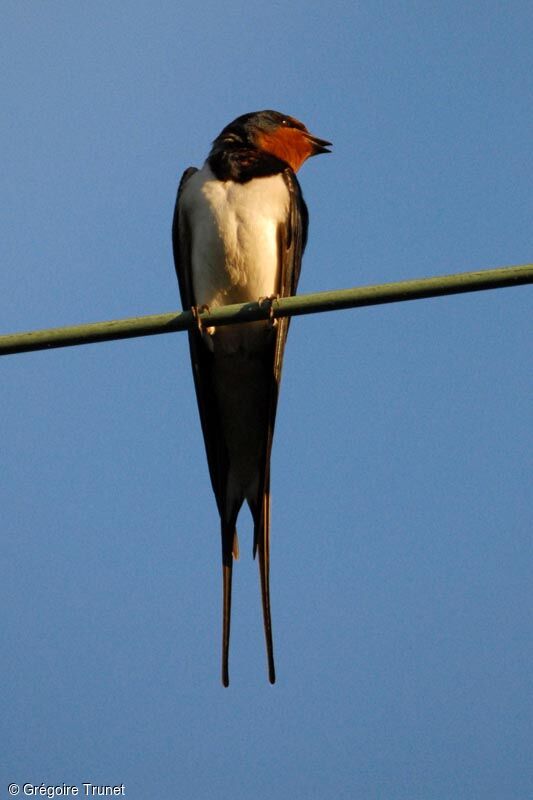 Barn Swallow