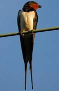 Barn Swallow