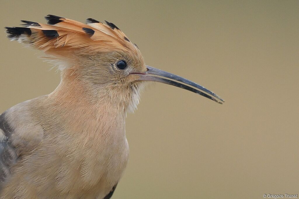 Eurasian Hoopoe