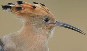 Eurasian Hoopoe