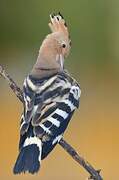 Eurasian Hoopoe