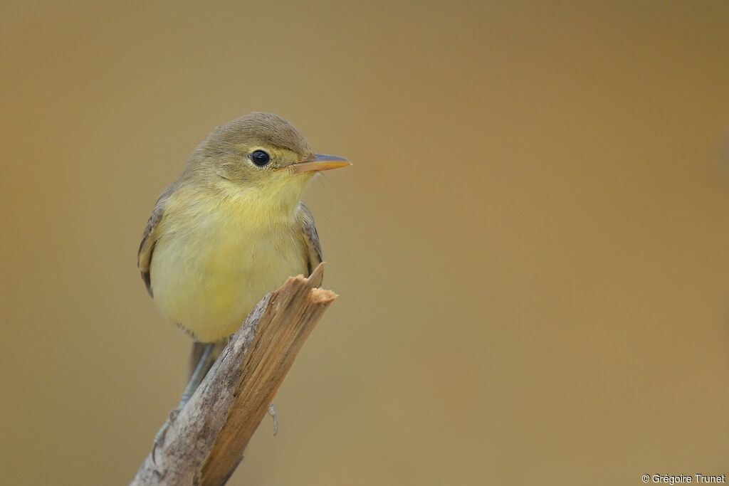 Melodious Warbler