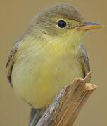 Melodious Warbler