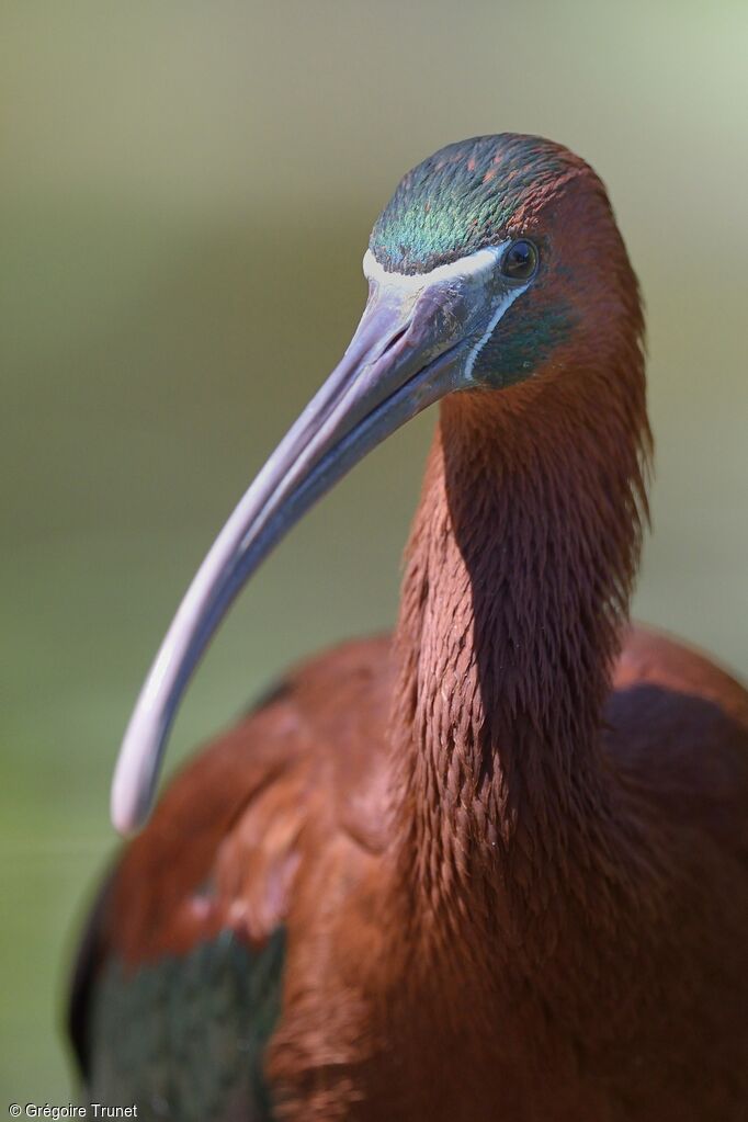 Glossy Ibis