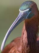 Glossy Ibis