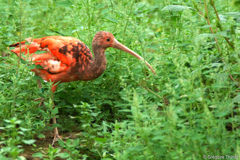 Scarlet Ibis