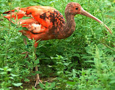 Ibis rouge