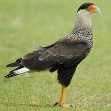 Caracara du Nord