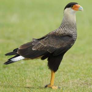 Caracara du Nord