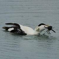 Eider à duvet