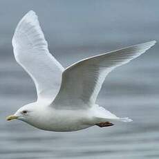 Goéland à ailes blanches