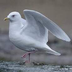 Goéland à ailes blanches