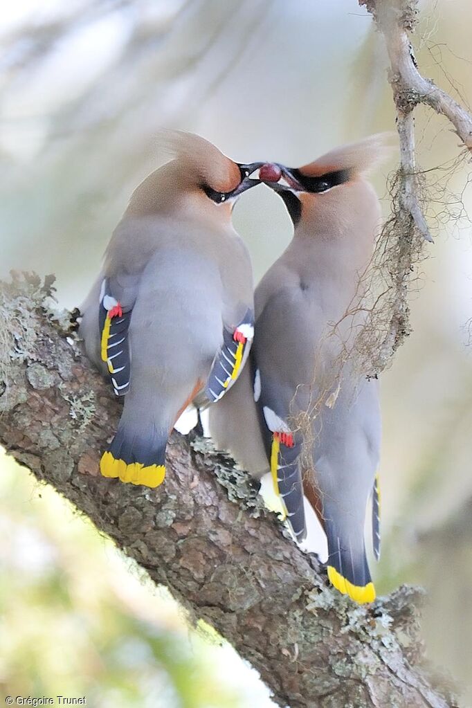 Bohemian Waxwing