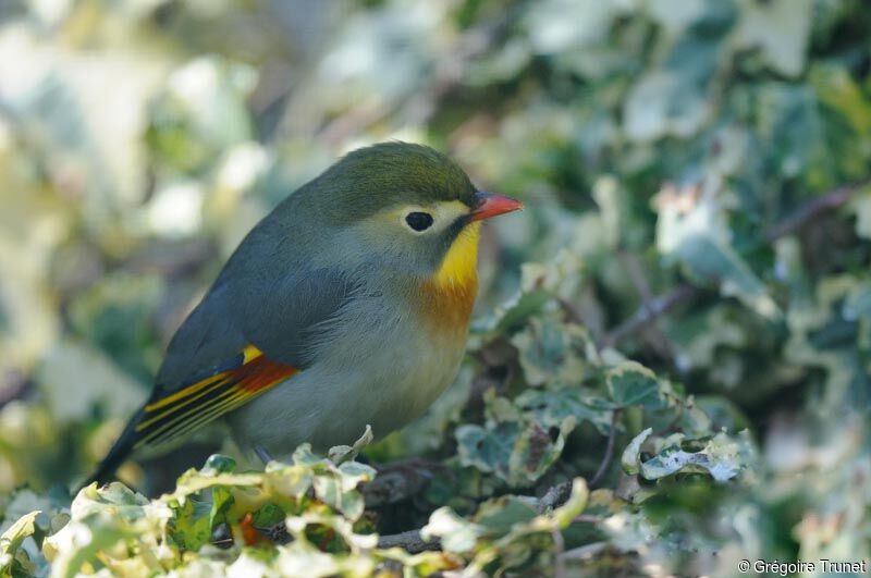 Red-billed Leiothrix