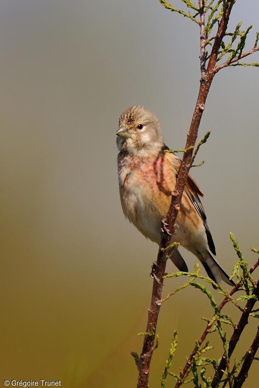 Common Linnet, identification