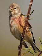Common Linnet