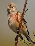 Common Linnet