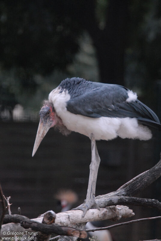 Marabou Stork