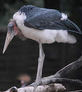 Marabou Stork