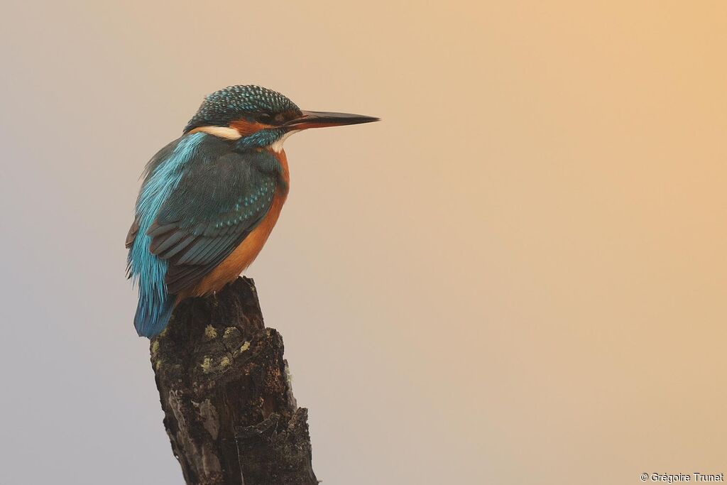 Common Kingfisher