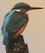 Common Kingfisher