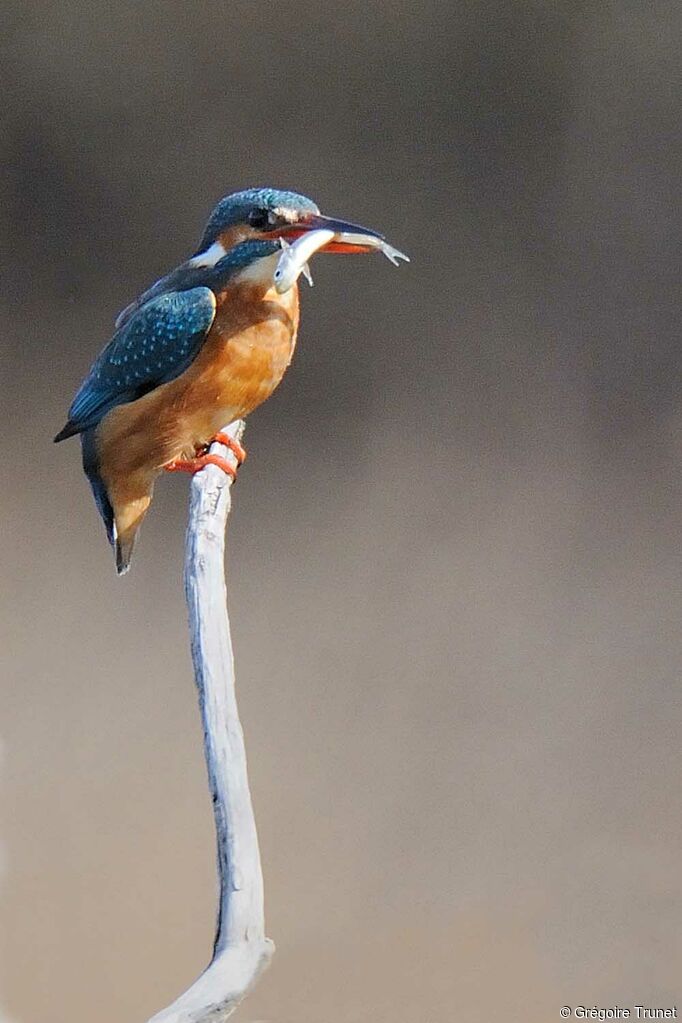 Martin-pêcheur d'Europe