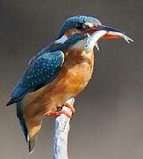 Common Kingfisher