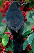 Common Blackbird