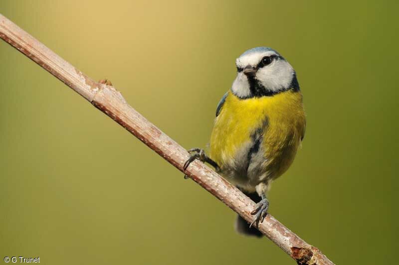 Mésange bleue