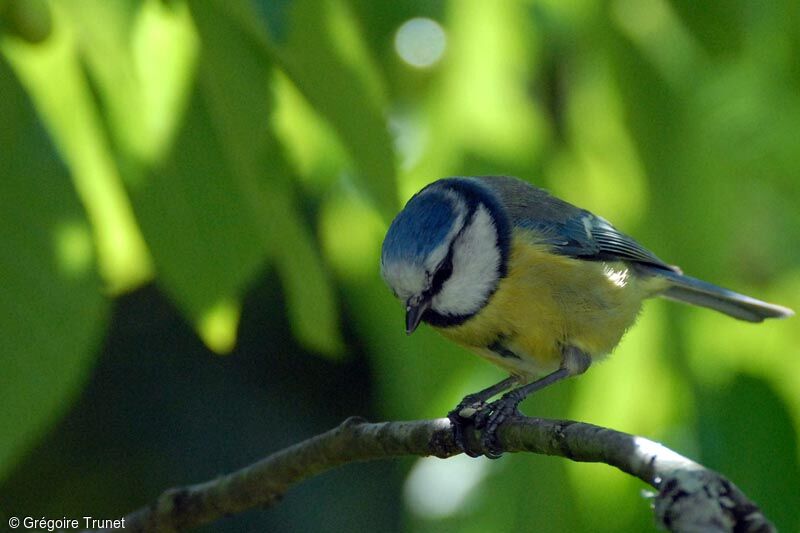 Mésange bleue