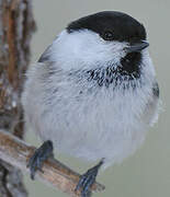 Willow Tit