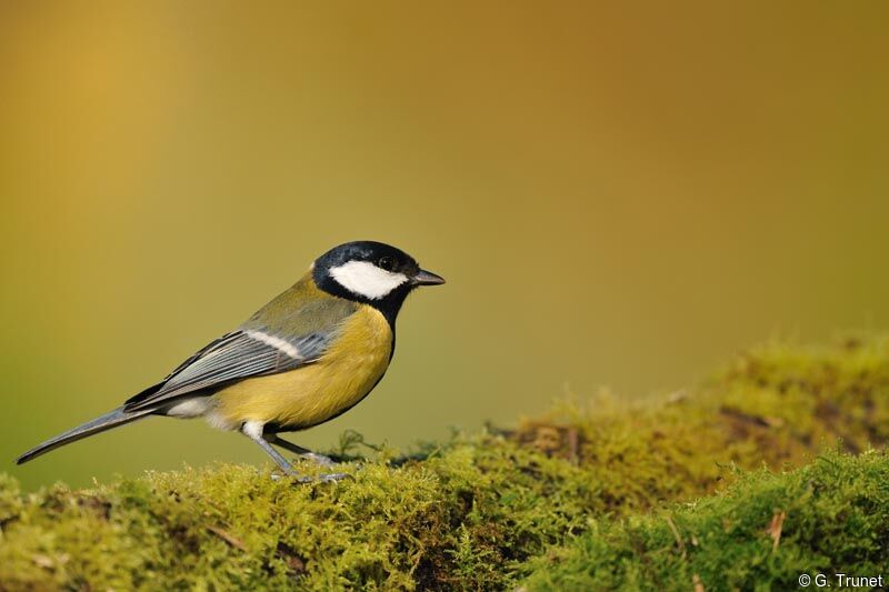 Mésange charbonnière, identification