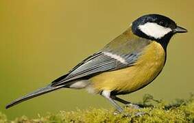 Great Tit