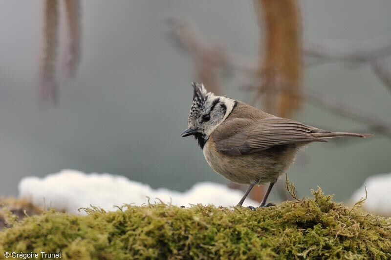 Mésange huppée, identification