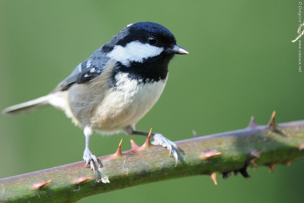 Mésange noire