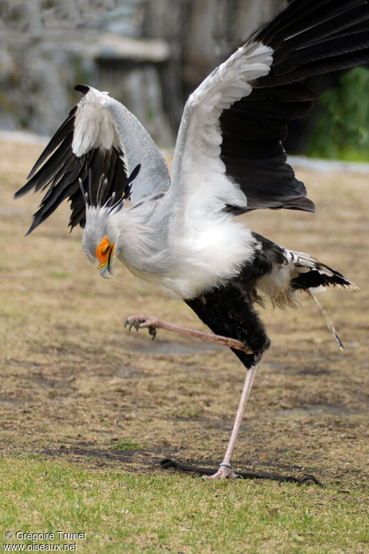 Secretarybird