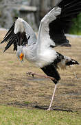 Secretarybird